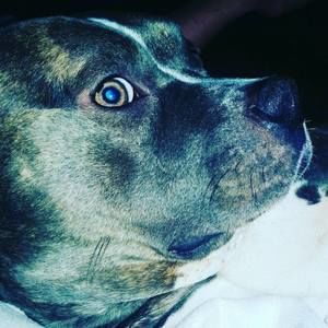 Meet your Posher, Bradyn